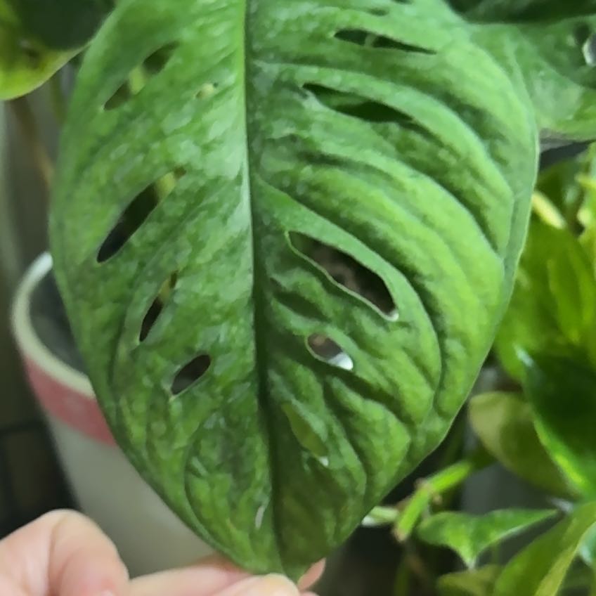 Photo of the plant species Monstera 'Little Swiss' by @BigPawpaw85 named Hamilton on Greg, the plant care app