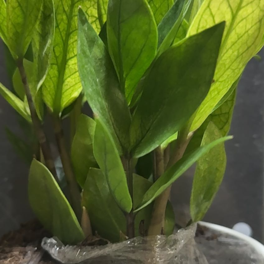 Photo of the plant species ZZ chameleon by @BigPawpaw85 named Orlando Bloom on Greg, the plant care app