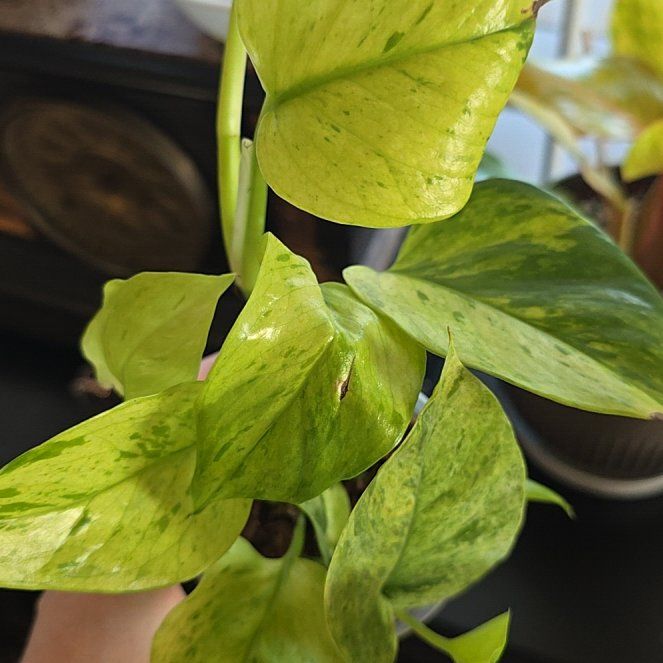 Photo of the plant species Jessenia Pothos by @WinPhlox89 named Queen on Greg, the plant care app