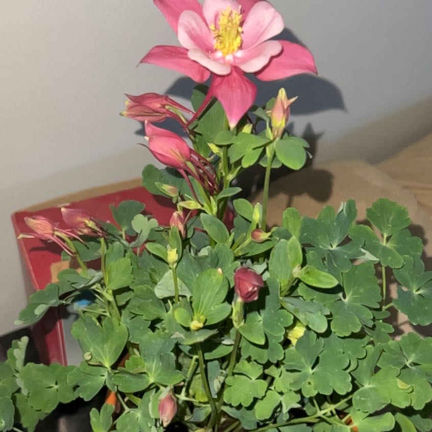 Photo of the plant species Aquilegia 'KirigamiTM Rose & Pink' by @KeyWorm73 named Cc on Greg, the plant care app