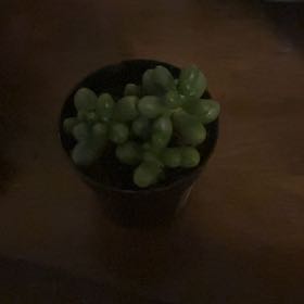 Photo of the plant species Burro's Tail by @RunesMom named da Vinci on Greg, the plant care app