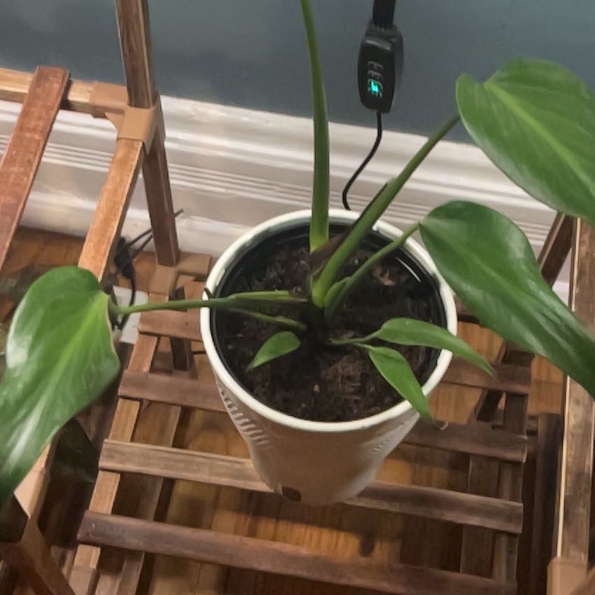 Photo of the plant species Burle Marx Flame Monstera by @RunesMom named Flick on Greg, the plant care app
