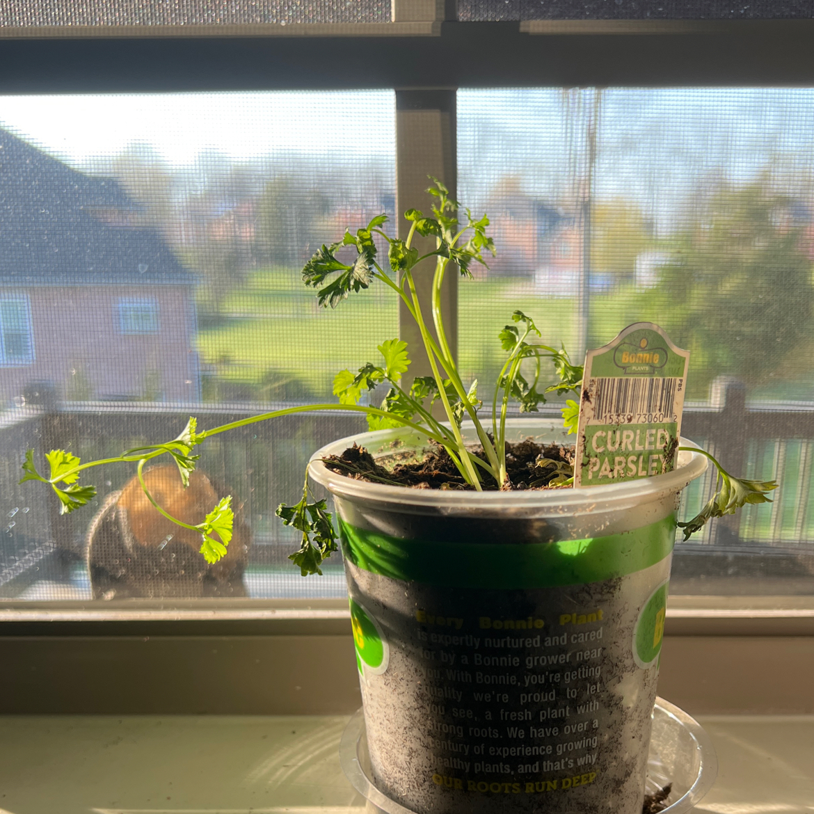 Photo of the plant species Curly Parsley by @rhenac13 named Cassidy on Greg, the plant care app