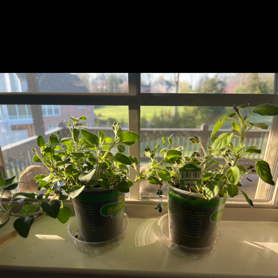 Photo of the plant species Greek oregano by @rhenac13 named Annabeth & Percy on Greg, the plant care app