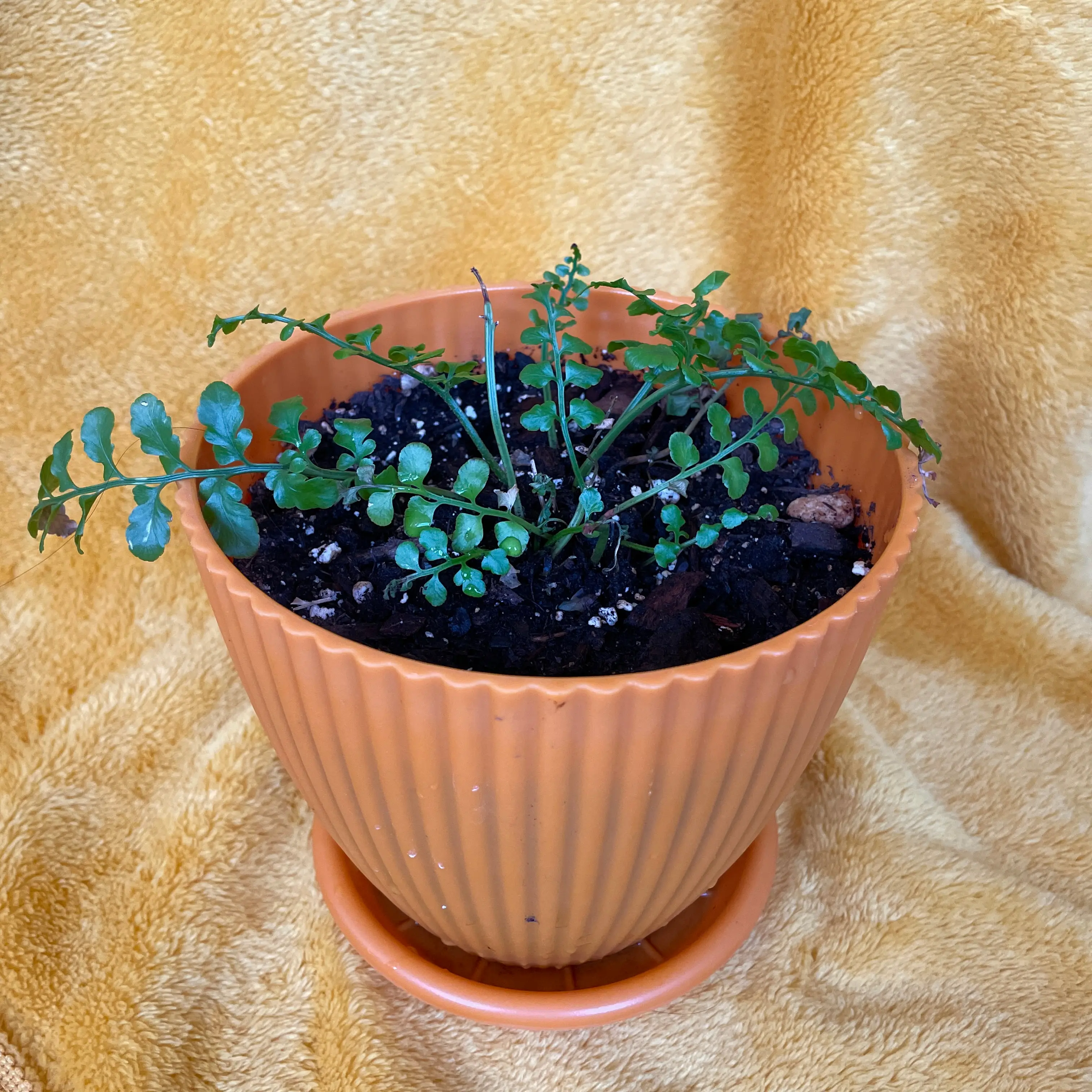 Austral Gem Fern in an orange pot with visible soil, healthy green leaves.