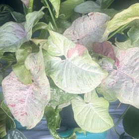 Photo of the plant species Confetti Syngonium by @BusyYuzu69 named Hemingway on Greg, the plant care app