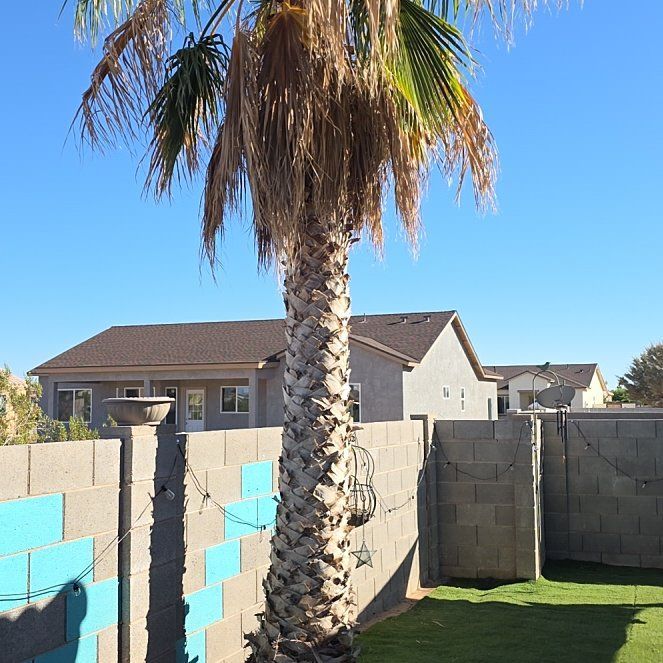 Photo of the plant species Mexican Fan Palm by @smpblader named Scarlett on Greg, the plant care app