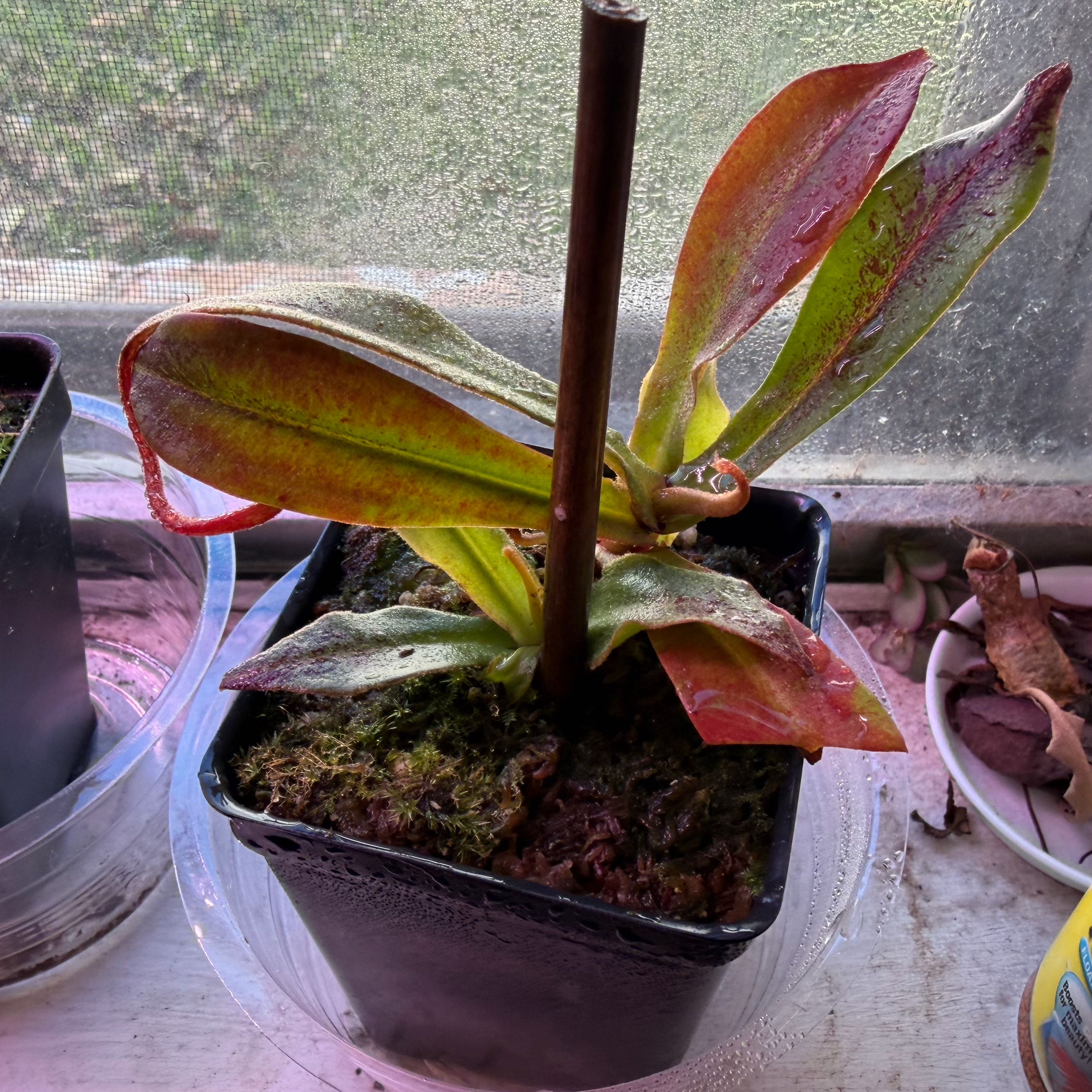 Photo of the plant species Nepenthes mirabilis 'Winged' x Nepenthes ampullaria 'Black Miracle' by @NorthThenSouth named Nepenthes Ampullaria x Black Miracle on Greg, the plant care app