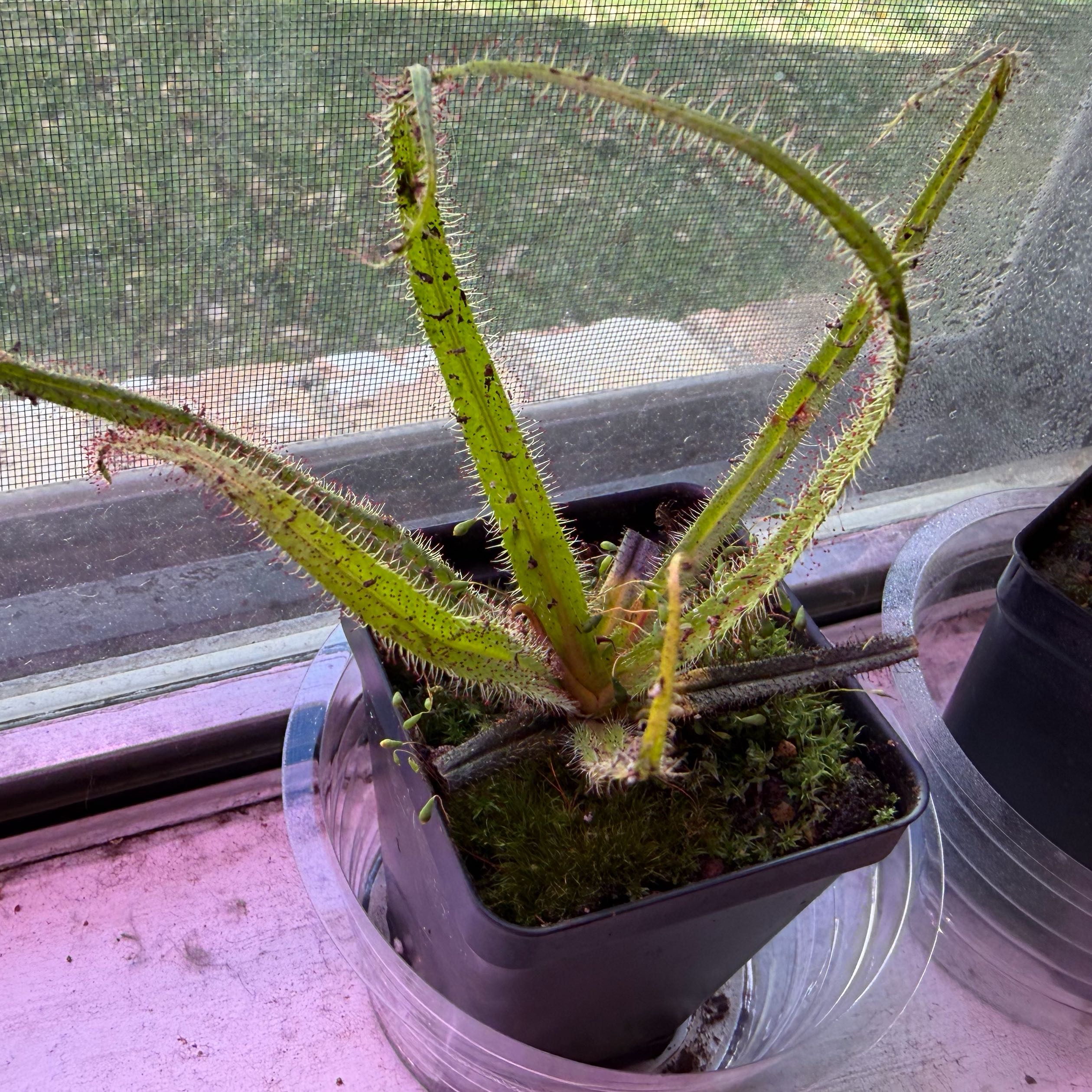 Photo of the plant species King sundew by @NorthThenSouth named Drosera Regia on Greg, the plant care app
