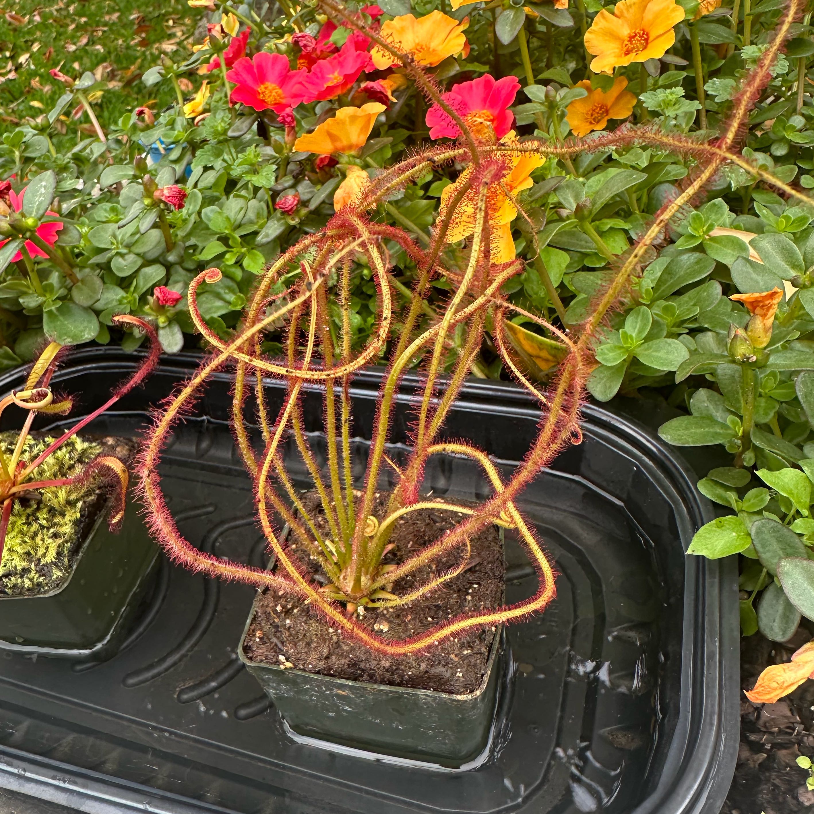 Photo of the plant species Filiformis by @NorthThenSouth named Drosera x Dreamsicle on Greg, the plant care app