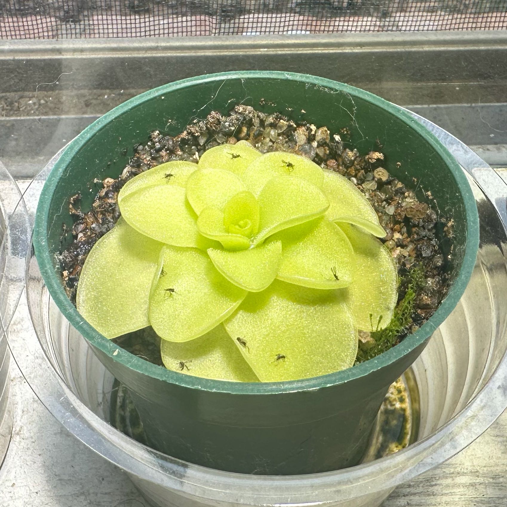 Photo of the plant species Mexican Butterwort by @NorthThenSouth named Pinguicula ‘Tina’ on Greg, the plant care app