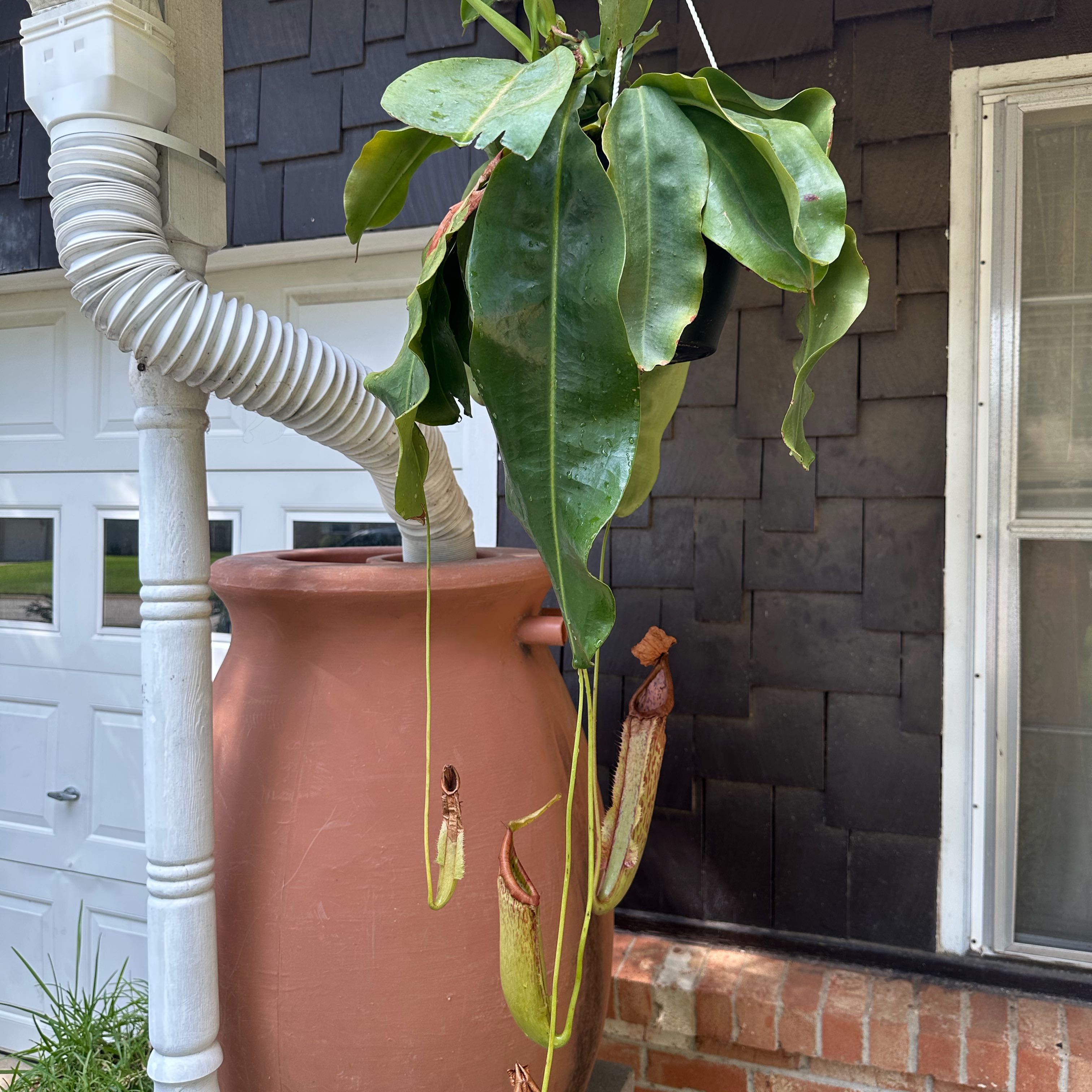 Photo of the plant species Nepenthes 'Miranda' by @NorthThenSouth named Nepenthes x ‘Miranda’ on Greg, the plant care app