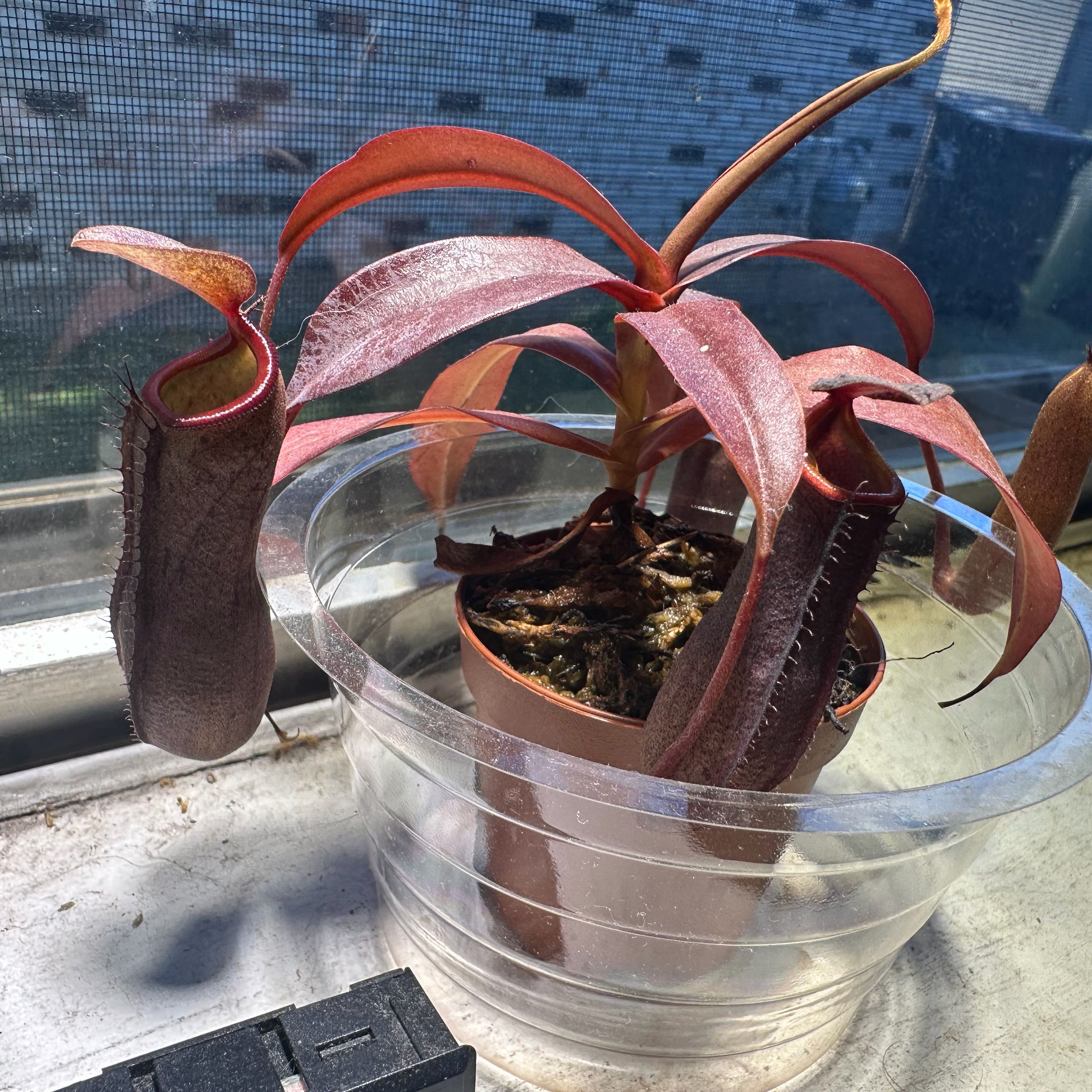 Photo of the plant species Rebecca Soper Pitcher Plant by @NorthThenSouth named Nepenthes x ‘Rebecca Soper’ on Greg, the plant care app