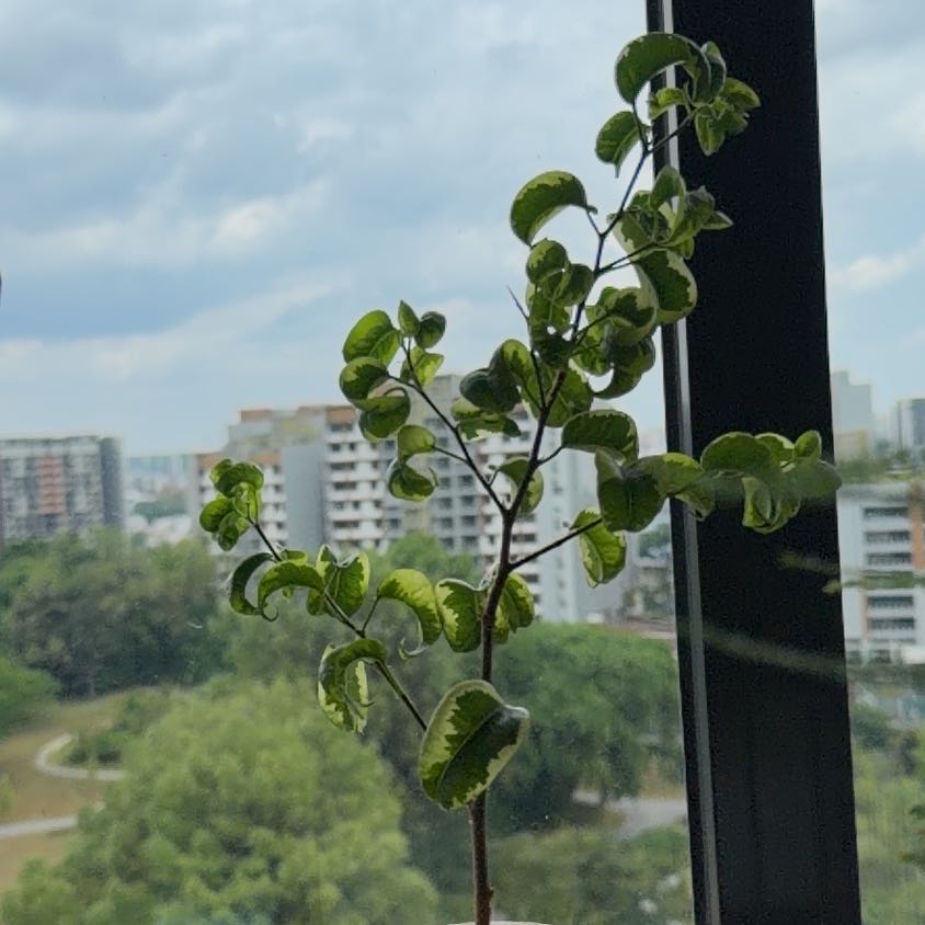 Photo of the plant species Ficus Barok by @SubtleMangotree named Patches on Greg, the plant care app