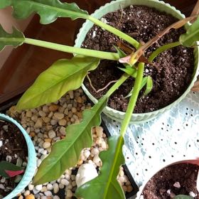 Photo of the plant species Tiger Tooth Philodendron by @Talk2MyPlants named Boogie Woogie on Greg, the plant care app