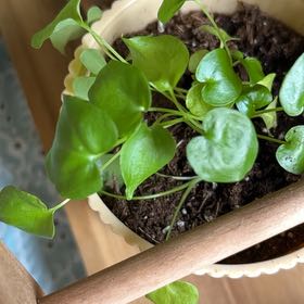 Photo of the plant species Philodendron Little Hope by @Talk2MyPlants named Little Hope on Greg, the plant care app