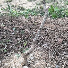 Photo of the plant species Kiwi Vine by @FunAgarito94 named Harry on Greg, the plant care app