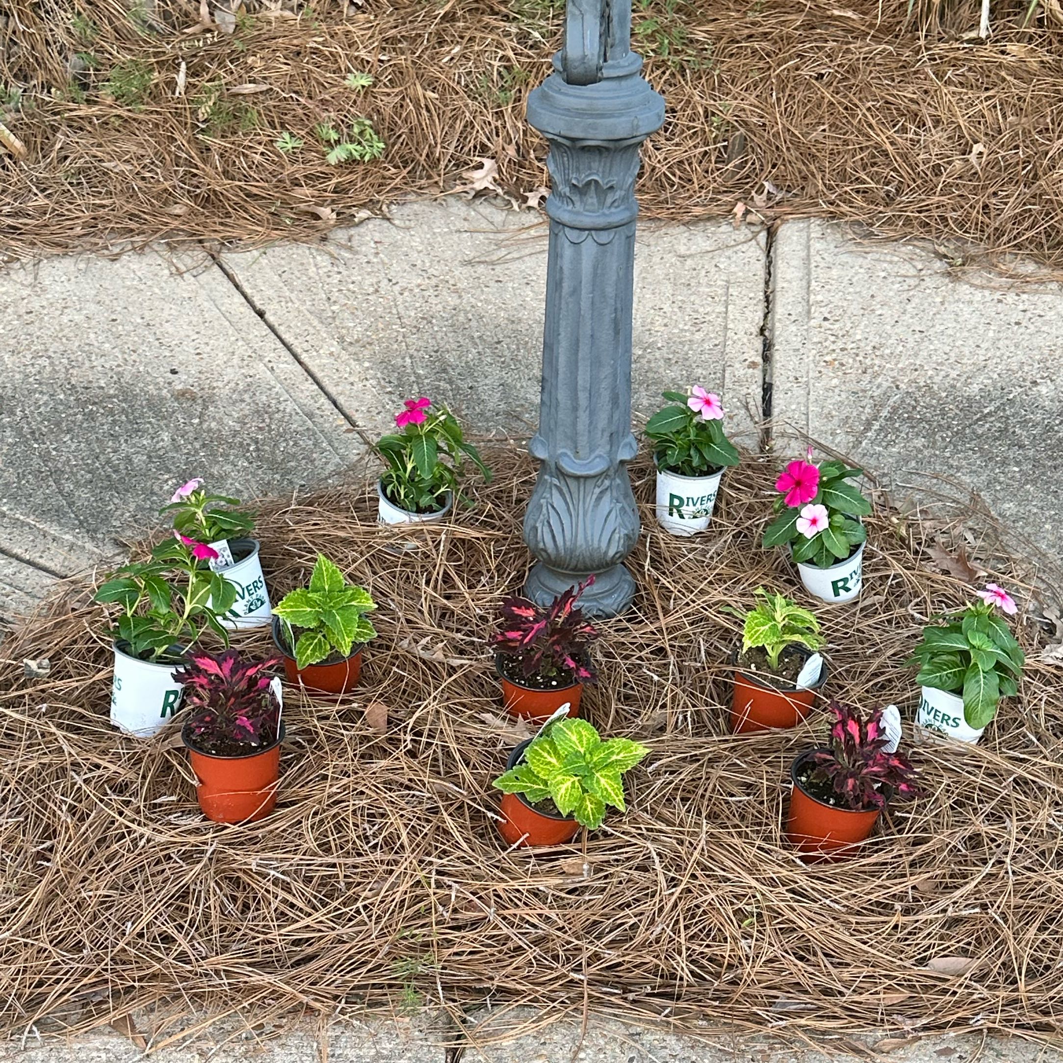 Photo of the plant species Vinca by @JocosePomelo84 named Darwin on Greg, the plant care app
