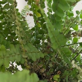 Photo of the plant species Maidenhair Spleenwort by @ProPeyote16 named Fernie Saunders on Greg, the plant care app