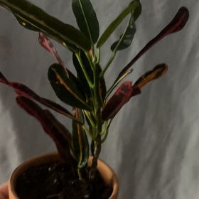Photo of the plant species Red Banana Croton by @HipUrnplant84 named Bieber on Greg, the plant care app