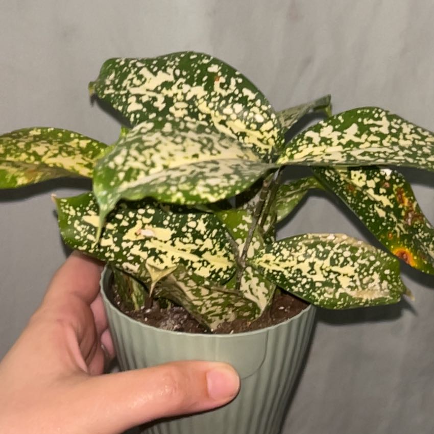 Photo of the plant species Florida Beauty by @HipUrnplant84 named Tupot amaroot on Greg, the plant care app