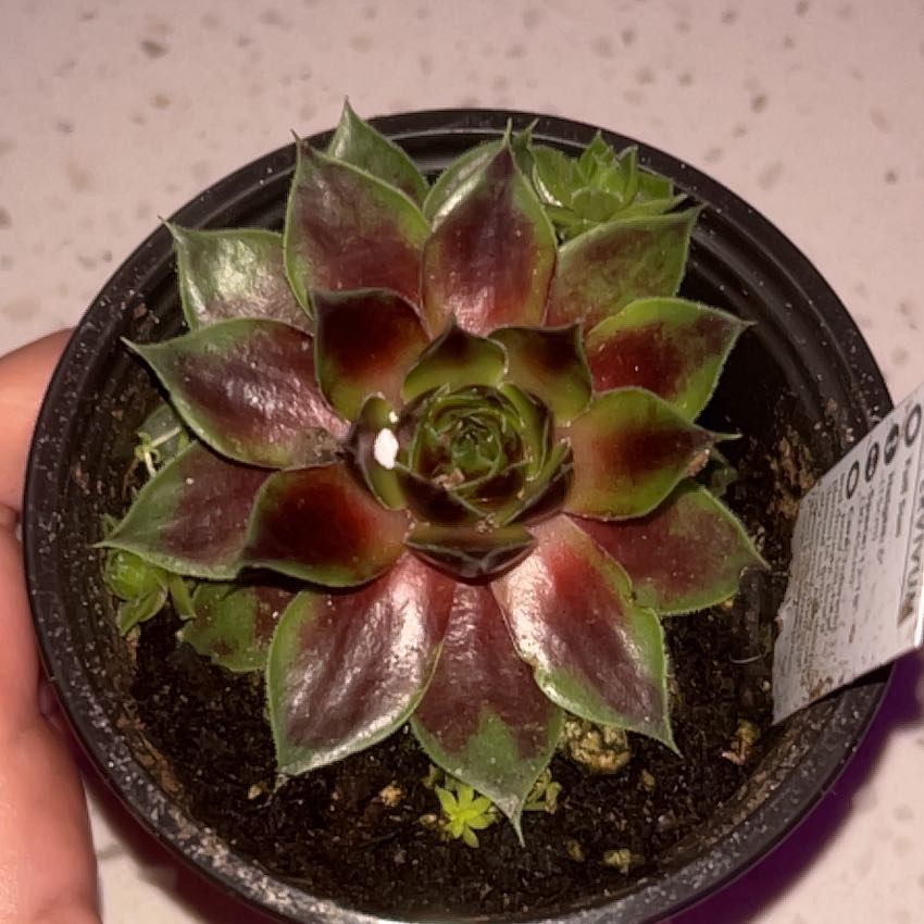 Photo of the plant species Assorted Hens and Chicks by @HipUrnplant84 named Mollie on Greg, the plant care app