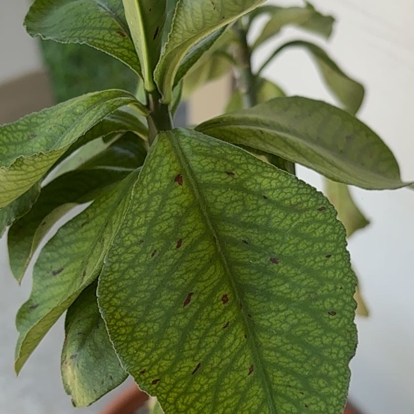 Photo of the plant species Milkflower Cotoneaster by @AthletePuriri74 named Morgan Treeman on Greg, the plant care app