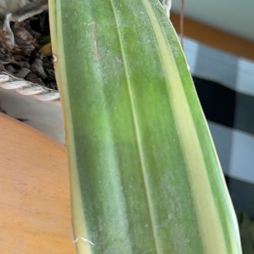 Photo of the plant species Screw Pine by @GiddyNeem23 named Willow on Greg, the plant care app