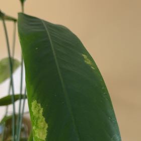 Photo of the plant species Parrot's Plantain by @GiddyNeem23 named Gobi on Greg, the plant care app