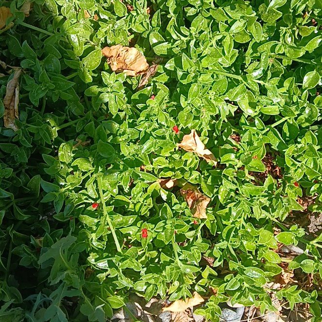Photo of the plant species Red Chickweed by @HeroicSpiderman named McKinley on Greg, the plant care app