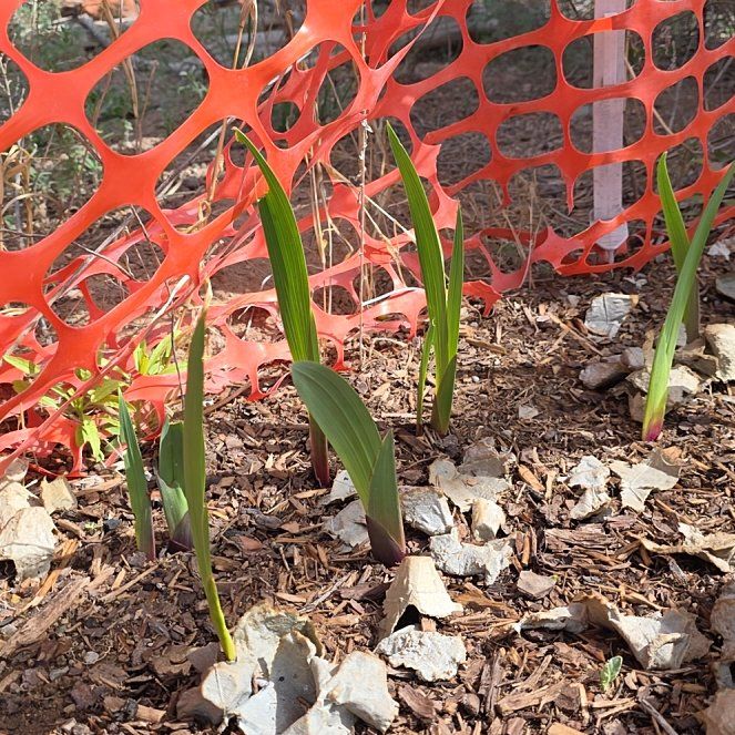 Photo of the plant species Gladiolus by @ReassuringMoss9 named Kylie on Greg, the plant care app