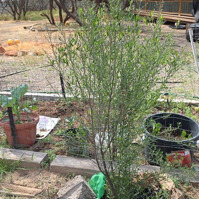 Photo of the plant species Broom by @ReassuringMoss9 named Daphne on Greg, the plant care app
