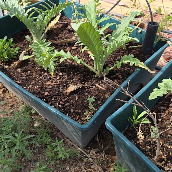 Photo of the plant species Globe Artichoke by @ReassuringMoss9 named Queen on Greg, the plant care app