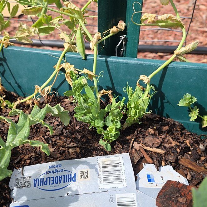 Photo of the plant species Peas by @ReassuringMoss9 named Nemo on Greg, the plant care app