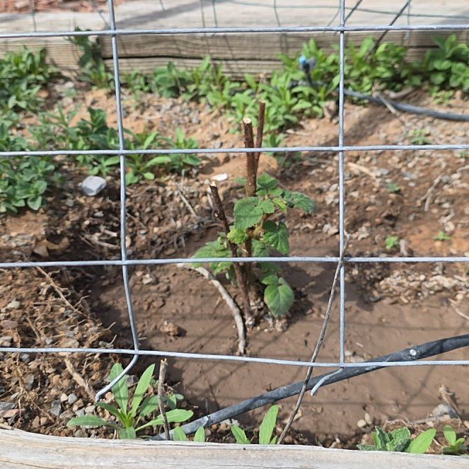 Photo of the plant species Raspberry by @ReassuringMoss9 named Elle on Greg, the plant care app