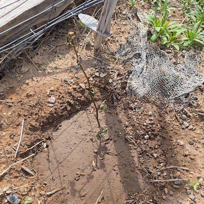 Photo of the plant species Blackberry by @ReassuringMoss9 named Leaf Erickson on Greg, the plant care app