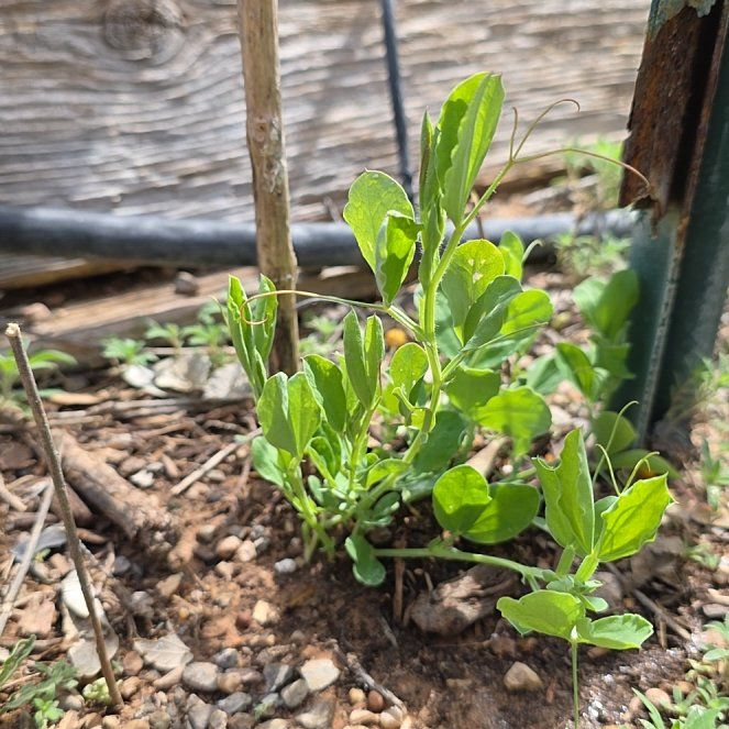 Photo of the plant species Annual Sweet Pea by @ReassuringMoss9 named Gates on Greg, the plant care app