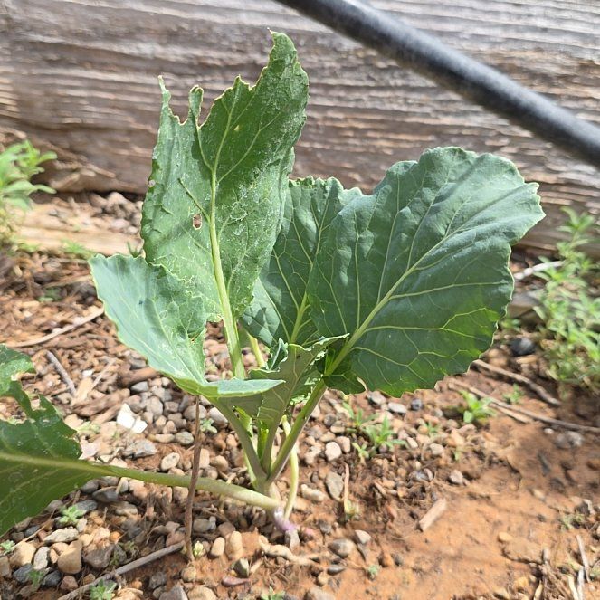 Photo of the plant species Mustard Greens 'Hatakena' by @ReassuringMoss9 named Bodhi on Greg, the plant care app
