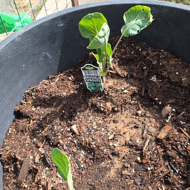 Photo of the plant species Brussel Sprout by @ReassuringMoss9 named Clooney on Greg, the plant care app