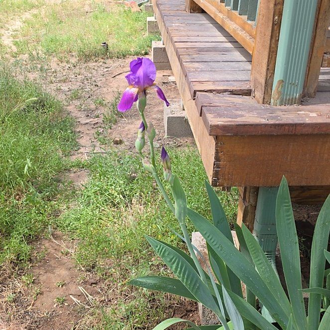 Photo of the plant species Dalmatian Iris by @ReassuringMoss9 named Treeyoncé on Greg, the plant care app