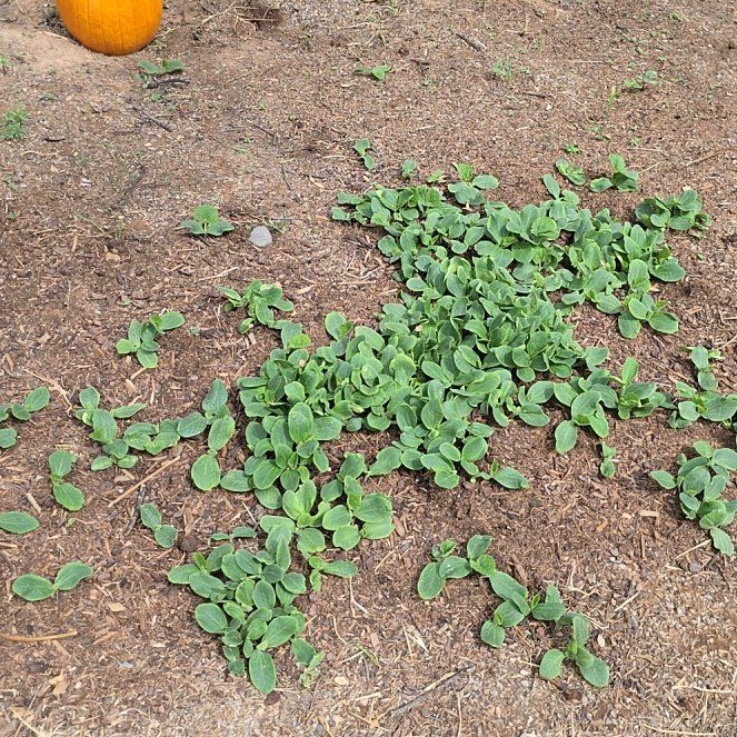 Photo of the plant species Pumpkin by @ReassuringMoss9 named Emerson on Greg, the plant care app