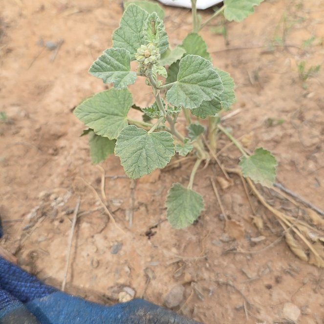 Photo of the plant species Desert Globemallow by @ReassuringMoss9 named Gomez on Greg, the plant care app