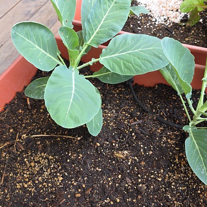 Photo of the plant species Cauliflower by @ReassuringMoss9 named Mando on Greg, the plant care app