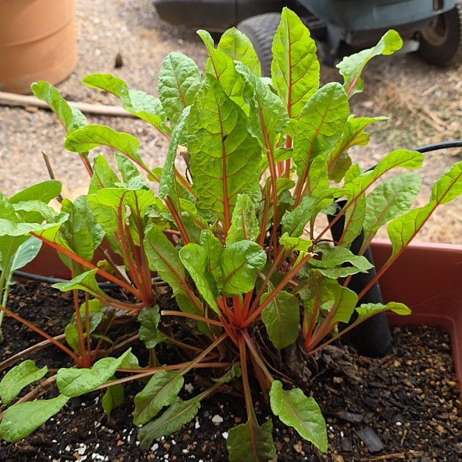 Photo of the plant species Swiss Chard by @ReassuringMoss9 named Athena on Greg, the plant care app
