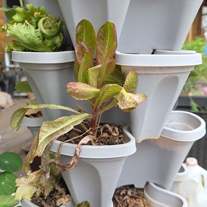 Photo of the plant species Red Romaine Lettuce by @ReassuringMoss9 named Zeus on Greg, the plant care app