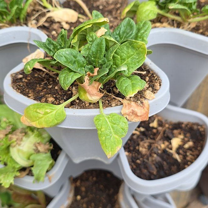 Photo of the plant species Spinach 'Regatta' by @ReassuringMoss9 named Dax on Greg, the plant care app