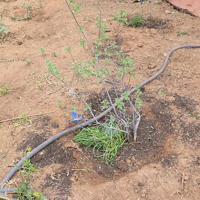 Photo of the plant species Palo Verde by @ReassuringMoss9 named Morgan Treeman on Greg, the plant care app