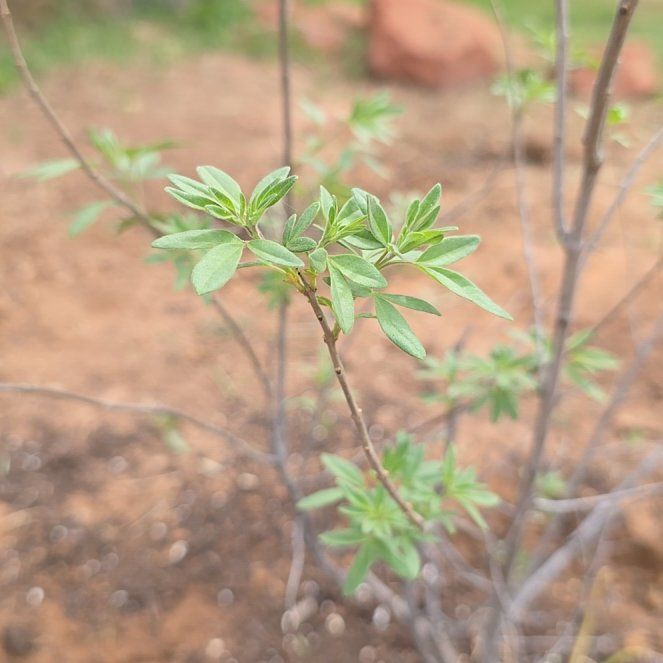 Photo of the plant species Vitex Agnus-Castus by @ReassuringMoss9 named Forrest on Greg, the plant care app
