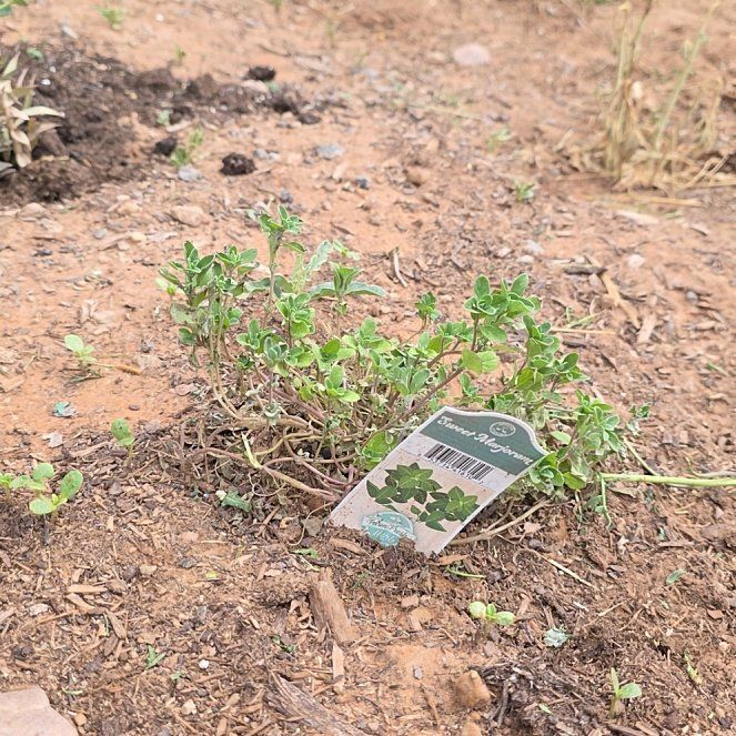Photo of the plant species Marjoram by @ReassuringMoss9 named Walt on Greg, the plant care app