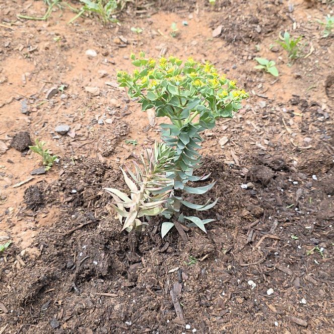 Photo of the plant species Gopher Plant by @ReassuringMoss9 named Darwin on Greg, the plant care app